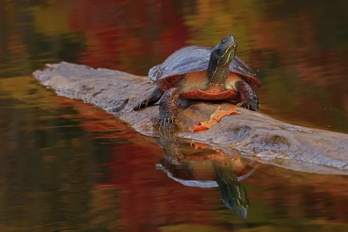 Framed Print : Northern red-bellied turtle (Pseudemys rubriventris) basking on log over water, Maryland, USA. October Framed Print : Northern red-bellied turtle (Pseudemys rubriventris) basking on log over water, Maryland, USA. October