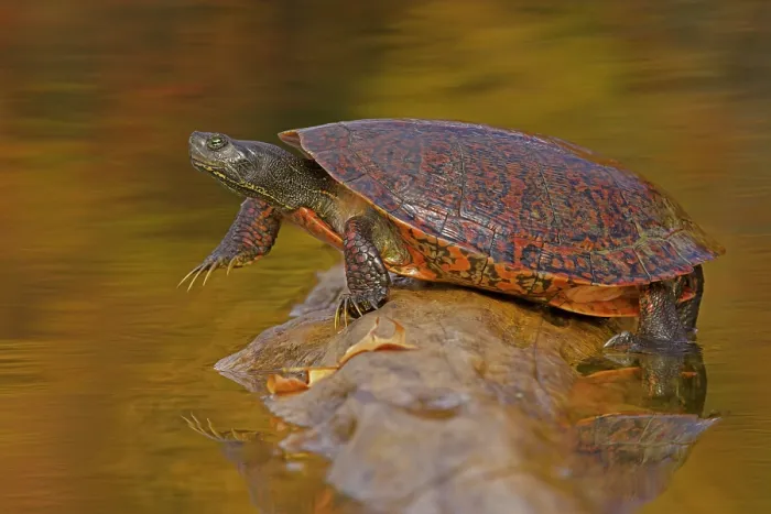 Framed Print : Northern red-bellied turtle ( Pseudemys rubriventris) hauling out of water onto basking log, Maryland, USA. October Framed Print : Northern red-bellied turtle ( Pseudemys rubriventris) hauling out of water onto basking log, Maryland, USA. October