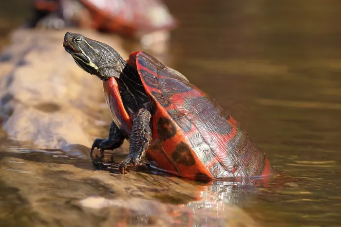 Framed Print : Northern red-bellied turtle (Pseudemys rubriventris) hauling out of water onto basking log, Maryland, USA. October Framed Print : Northern red-bellied turtle (Pseudemys rubriventris) hauling out of water onto basking log, Maryland, USA. October