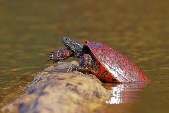 Framed Print : Northern red-bellied turtle (Pseudemys rubriventris) hauling out of water onto log to bask, Maryland, USA Framed Print : Northern red-bellied turtle (Pseudemys rubriventris) hauling out of water onto log to bask, Maryland, USA