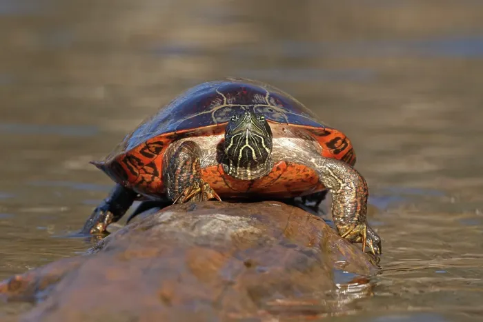 Framed Print : Northern red-bellied turtle (Pseudemys rubriventris) male, hauling out of water onto basking log, Maryland, USA. November