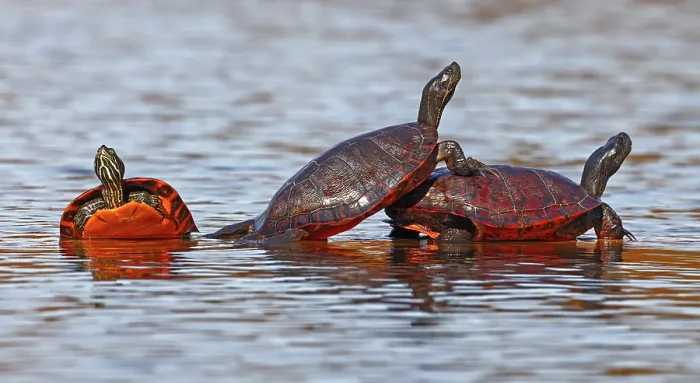 Framed Print : Three Northern red-bellied turtles (Pseudemys rubriventris) basking on log in water, Maryland, USA. October Framed Print : Three Northern red-bellied turtles (Pseudemys rubriventris) basking on log in water, Maryland, USA. October