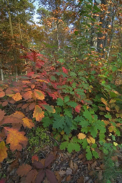 Northern red oak trees {Quercus rubra} leaves changing colour in autumn, Belgium