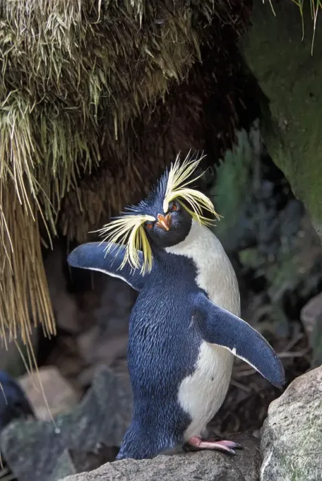 Framed Print : Northern Rockhopper Penguin (Eudyptes moseleyi) Gough and Inaccessible Islands UNESCO