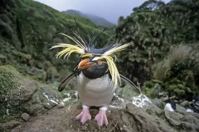 Framed Print : Northern Rockhopper Penguin (Eudyptes moseleyi) in windswept nesting colony. Gough Island Framed Print : Northern Rockhopper Penguin (Eudyptes moseleyi) in windswept nesting colony. Gough Island