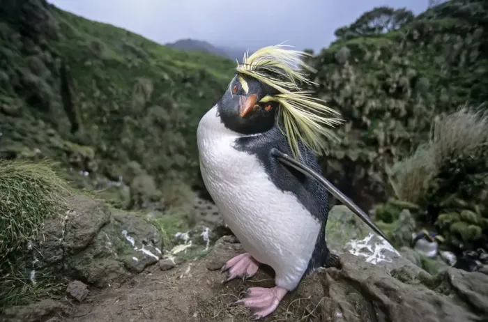 Framed Print : Northern Rockhopper Penguin (Eudyptes moseleyi) in windswept nesting colony. Gough Island Framed Print : Northern Rockhopper Penguin (Eudyptes moseleyi) in windswept nesting colony. Gough Island