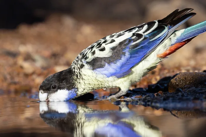Framed Print : Northern rosella (Platycercus venustus) drinking, Adelaide River Hills, Northern Territory, Australia Framed Print : Northern rosella (Platycercus venustus) drinking, Adelaide River Hills, Northern Territory, Australia