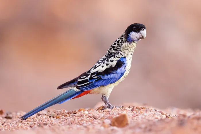 Framed Print : Northern rosella (Platycercus venustus) standing in a dry creek bed, Pine Creek, Northern Territory, Australia