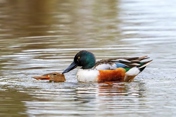 Framed Print : Northern shovelers (Spatula clypeata) pair mating on water, drake pushing female underwater and biting her neck, Belgium. April Framed Print : Northern shovelers (Spatula clypeata) pair mating on water, drake pushing female underwater and biting her neck, Belgium. April