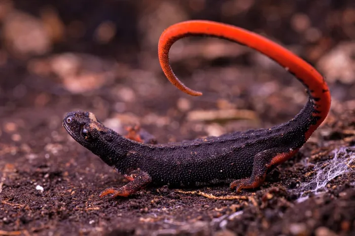 Framed Print : Northern spectacled salamander (Salamandrina perspicillata) displaying unkenreflex in response to threat, Licenza, Italy Framed Print : Northern spectacled salamander (Salamandrina perspicillata) displaying unkenreflex in response to threat, Licenza, Italy
