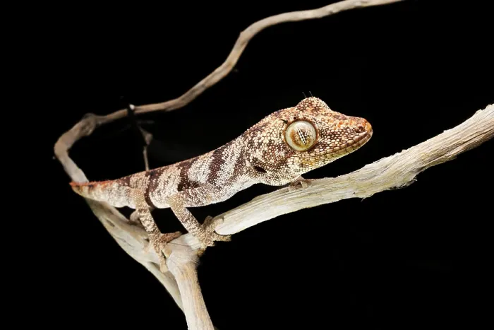Framed Print : Northern spiny-tailed gecko (Strophurus ciliaris) male, portrait, River Hills, Northern Territory, Australia Framed Print : Northern spiny-tailed gecko (Strophurus ciliaris) male, portrait, River Hills, Northern Territory, Australia
