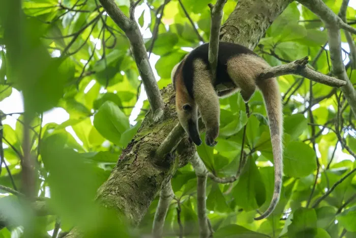 Framed Print : Northern tamandua (Tamandua mexicana) sleeping in a tree Corcovado National Park