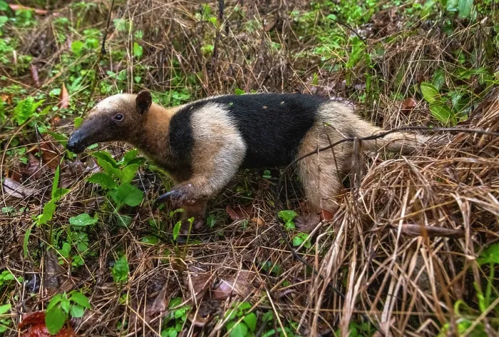 Framed Print : Northern tamandua (Tamandua mexicana) walking through rainforest undergrowth, Caribbean Slope of Guatemala, Sierra Caral reserve, Guatemala Framed Print : Northern tamandua (Tamandua mexicana) walking through rainforest undergrowth, Caribbean Slope of Guatemala, Sierra Caral reserve, Guatemala