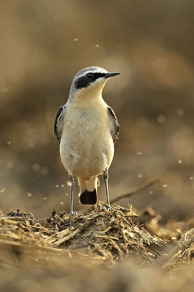 Northern wheatear (Oenanthe oenanthe) adult male in spring plumage feeding on dung