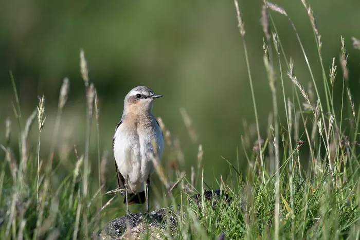 Framed Print : Northern wheatear (Oenanthe oenanthe) female, perched among grasses, Bressay, Central Mainland, Shetland Islands, Scotland, UK. June Framed Print : Northern wheatear (Oenanthe oenanthe) female, perched among grasses, Bressay, Central Mainland, Shetland Islands, Scotland, UK. June