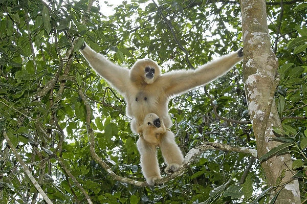 Northern white cheeked gibbon (Nomascus leucogenys) female standing in tree with baby