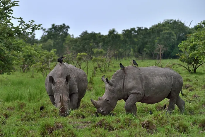 Framed Print : Two Northern white rhinos (Ceratotherium simum cottoni) grazing on grassland, Ziwa Rino sanctuary, Uganda. Critically endangered Framed Print : Two Northern white rhinos (Ceratotherium simum cottoni) grazing on grassland, Ziwa Rino sanctuary, Uganda. Critically endangered