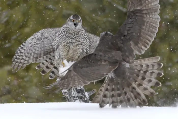 Framed Print : Northerns (Accipiter gentilis) fighting over squirrel carcass, Finland, March March