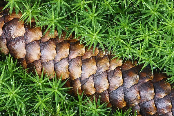 Norway spruce (Picea abies) cone on moss, Brtnicky Hradek, Ceske Svycarsko  /  Bohemian