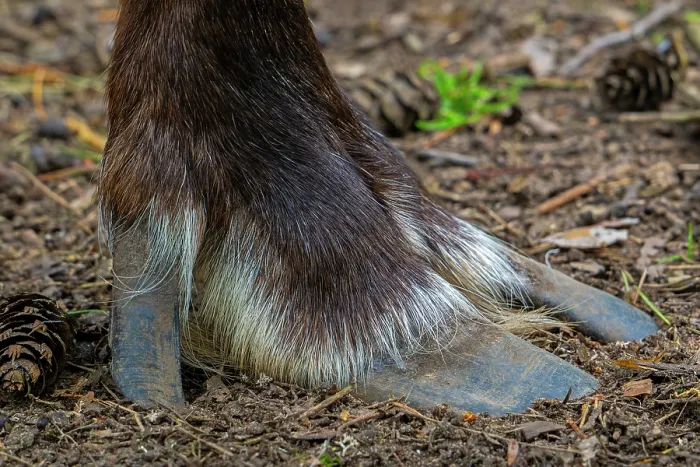Framed Print : Norwegian reindeer (Rangifer tarandus tarandus) close-up of wide cloven hoof with two toes and dewclaw, Germany. Captive