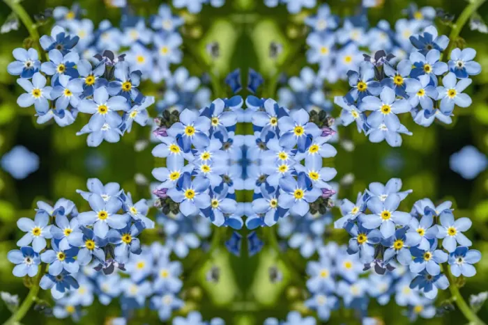 Framed Print : For get me nots (Myosotis sylvatica). Kaleidoscopic montage Framed Print : For get me nots (Myosotis sylvatica). Kaleidoscopic montage