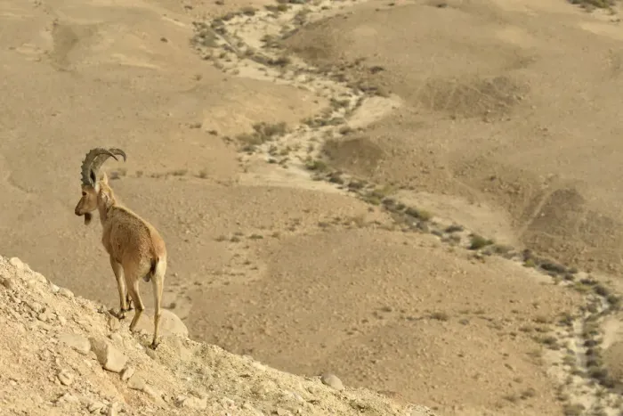 Framed Print : Nubian ibex (Capra nubiana), male standing in dry environment, Negev desert, Israel Framed Print : Nubian ibex (Capra nubiana), male standing in dry environment, Negev desert, Israel