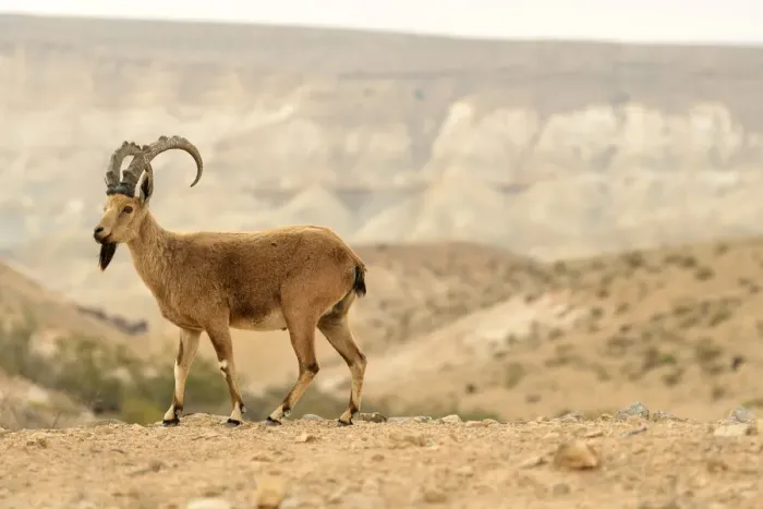 Framed Print : Nubian ibex (Capra nubiana), male standing in dry environment, Negev desert, Israel Framed Print : Nubian ibex (Capra nubiana), male standing in dry environment, Negev desert, Israel