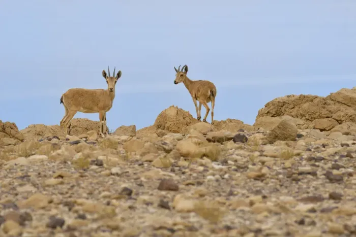 Framed Print : Nubian ibex (Capra nubiana), young females standing on rocks, Dead Sea, Israel, May Framed Print : Nubian ibex (Capra nubiana), young females standing on rocks, Dead Sea, Israel, May