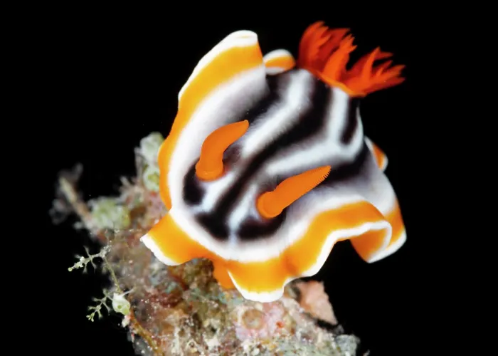 Framed Print : Nudibranch (Chromodoris magnifica) portrait, Great Barrier Reef, Australia Framed Print : Nudibranch (Chromodoris magnifica) portrait, Great Barrier Reef, Australia
