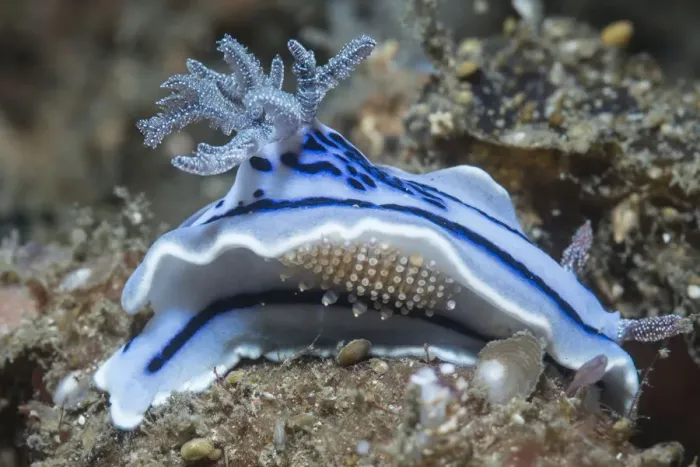 Framed Print : Nudibranch (Chromodoris willani) with a scale worm. Lembeh Strait, North Sulawesi, Indonesia Framed Print : Nudibranch (Chromodoris willani) with a scale worm. Lembeh Strait, North Sulawesi, Indonesia