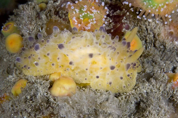 Nudibranch (Doris sticta). Channel Islands, UK, August
