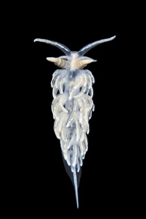 Framed Print : Nudibranch (Flabellina lineata) in aquarium, taken in the field in Gulen, Norway Framed Print : Nudibranch (Flabellina lineata) in aquarium, taken in the field in Gulen, Norway