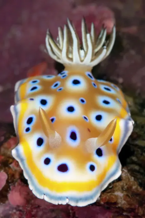 Framed Print : Nudibranch (Goniobranchus geminus) on a coral reef, dorsal view, portrait, Similan Islands, Thailand, Andaman Sea Framed Print : Nudibranch (Goniobranchus geminus) on a coral reef, dorsal view, portrait, Similan Islands, Thailand, Andaman Sea