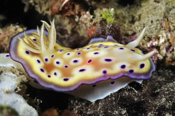 Framed Print : Nudibranch (Goniobranchus kuniei, formerly in Chromodoris) Lembeh Strait Framed Print : Nudibranch (Goniobranchus kuniei, formerly in Chromodoris) Lembeh Strait