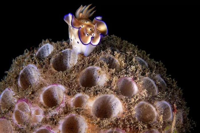 Framed Print : Nudibranch (Hypselodoris tryoni) on a Sponge (Cinachyra sp.) at night, Bitung, North Sulawesi, Indonesia, Lembeh Strait, Molucca Sea Framed Print : Nudibranch (Hypselodoris tryoni) on a Sponge (Cinachyra sp.) at night, Bitung, North Sulawesi, Indonesia, Lembeh Strait, Molucca Sea