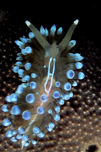 Nudibranch (Janolus cristatus) Vela Luka, Korcula Island, Croatia, Adriatic Sea