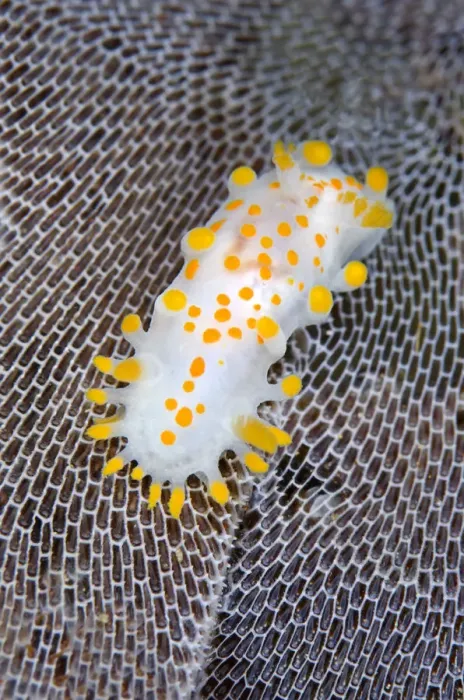 Framed Print : Nudibranch (Limacia clavigera) feeding on Sea matt bryozoan, growing on kelp frond Framed Print : Nudibranch (Limacia clavigera) feeding on Sea matt bryozoan, growing on kelp frond