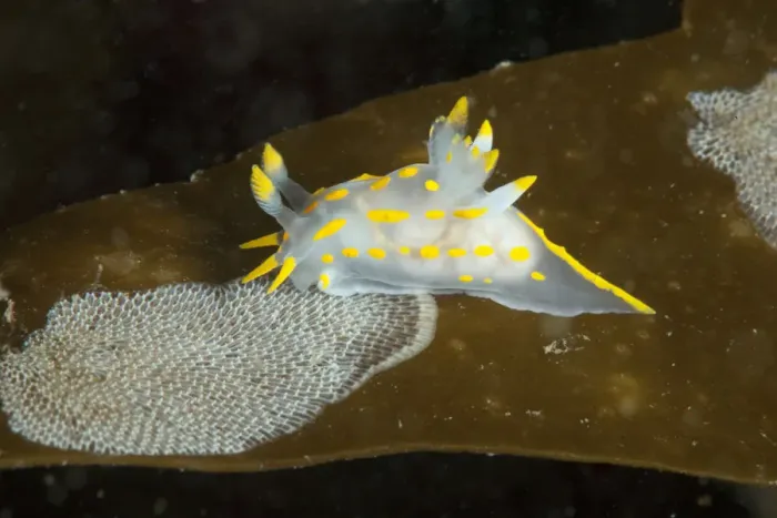 Framed Print : Nudibranch (Polycera quadrilineata) feeding on bryozoan Sea mat (Membranipora membranacea) Framed Print : Nudibranch (Polycera quadrilineata) feeding on bryozoan Sea mat (Membranipora membranacea)