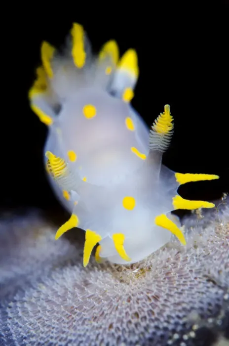 Framed Print : Nudibranch (Polycera quadrilineata) feeding on sea mat (bryozoan) growing on kelp frond