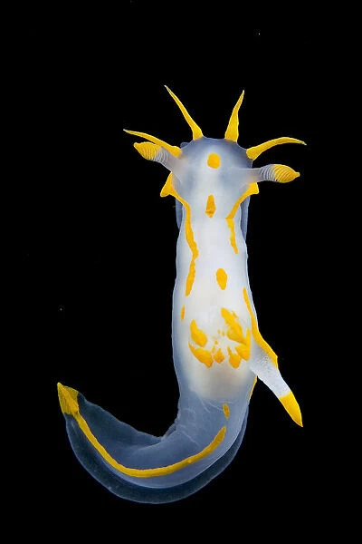 Nudibranch {Polycera quadrilineata} Lembeh Strait, Indonesia
