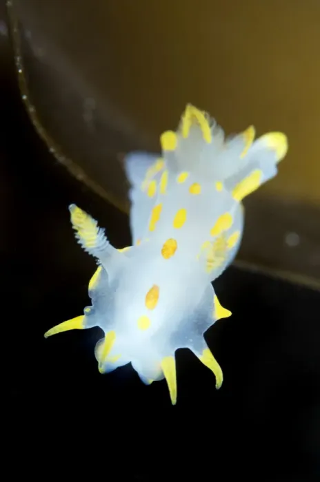 Framed Print : Nudibranch (Polycera quadrilineata) Lofoten, Norway, November 2008 Framed Print : Nudibranch (Polycera quadrilineata) Lofoten, Norway, November 2008