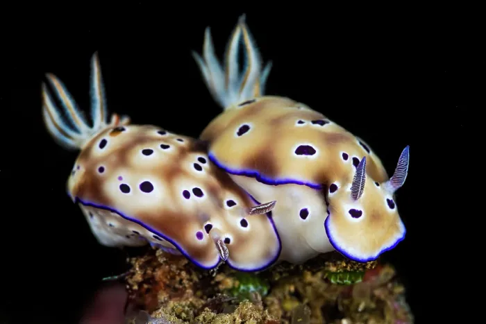 Framed Print : Two Nudibranchs (Hypselodoris tryoni) moving across the seabed, Bitung, North Sulawesi, Indonesia, Lembeh Strait, Molucca Sea Framed Print : Two Nudibranchs (Hypselodoris tryoni) moving across the seabed, Bitung, North Sulawesi, Indonesia, Lembeh Strait, Molucca Sea