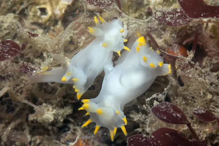 Framed Print : Nudibranchs mating (Polycera faeroensis) Sark, British Channel Islands, July Framed Print : Nudibranchs mating (Polycera faeroensis) Sark, British Channel Islands, July