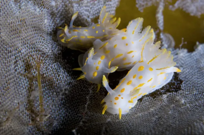 Framed Print : Three Nudibranchs (Polycera quadrilineata) on Kelp encrusted with Sea-mat / Lacy crust bryozoan Framed Print : Three Nudibranchs (Polycera quadrilineata) on Kelp encrusted with Sea-mat / Lacy crust bryozoan