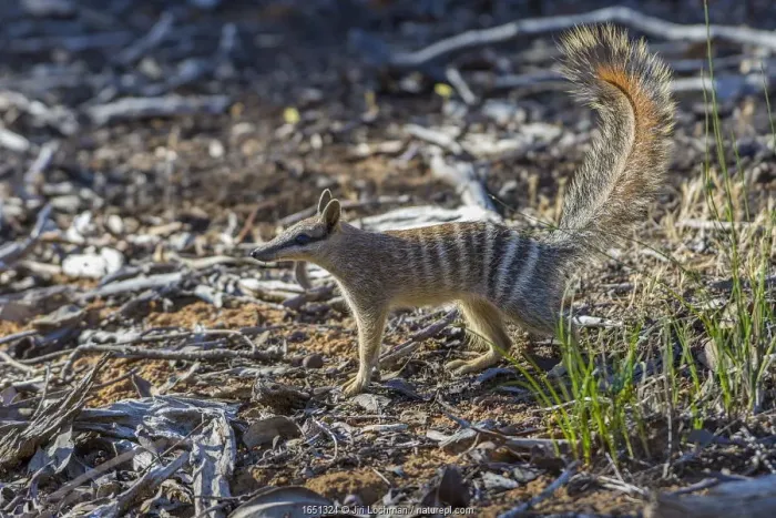 Framed Print : Numbat (Myrmecobius fasciatus) Wheatbelt Region, Western Australia Framed Print : Numbat (Myrmecobius fasciatus) Wheatbelt Region, Western Australia
