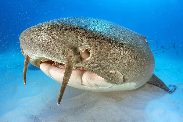 Nurse shark (Ginglymostoma cirratum) resting on the sand in shallow water with barbels clearly visible on top lip, head portrait, The Bahamas National Shark Sanctuary, South Bimini, Bahamas, Atlantic Ocean