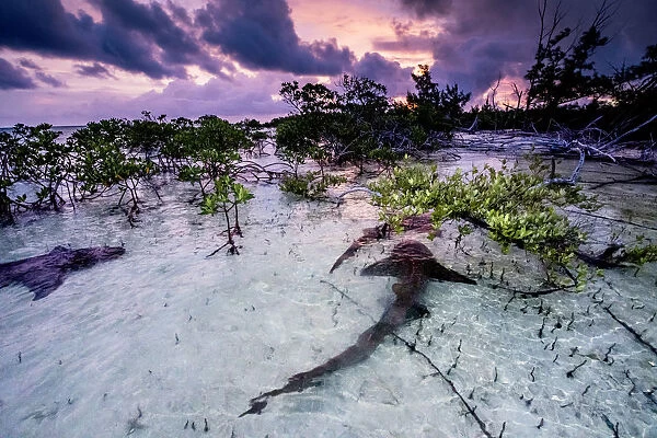 Nurse sharks (Ginglymostoma cirratum) three in a courtship dance at sunrise in a