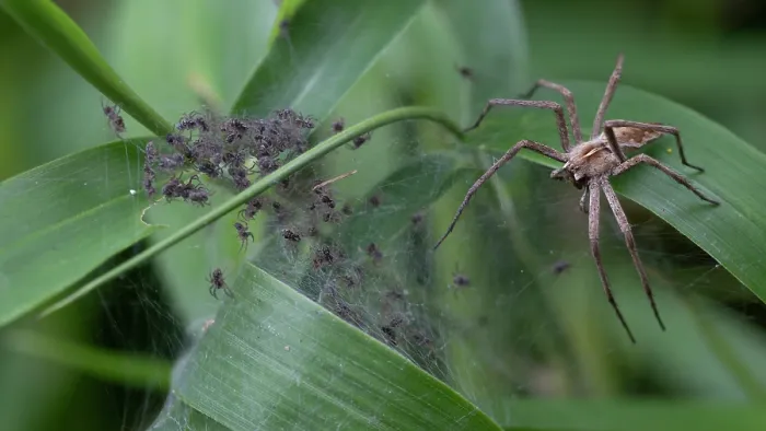 Framed Print : Nursery web spider (Pisaura mirabilis) on web guarding spiderlings, Brasschaat, Belgium. August Framed Print : Nursery web spider (Pisaura mirabilis) on web guarding spiderlings, Brasschaat, Belgium. August