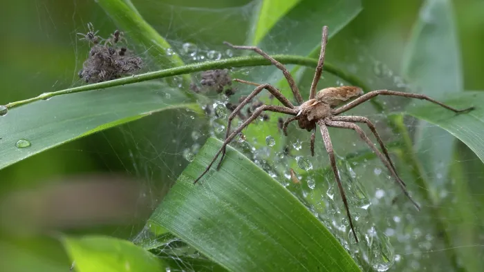 Framed Print : Nursery web spider (Pisaura mirabilis) on web guarding spiderlings, Brasschaat, Belgium. August Framed Print : Nursery web spider (Pisaura mirabilis) on web guarding spiderlings, Brasschaat, Belgium. August