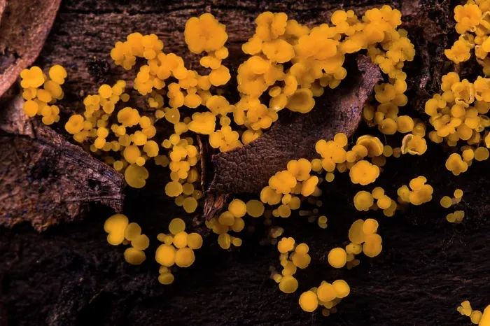 Framed Print : Nut disco fungus (Hymenoscyphus fructigenus) growing on a rotten log, Aveto Regional Park, Genoa, Italy. October